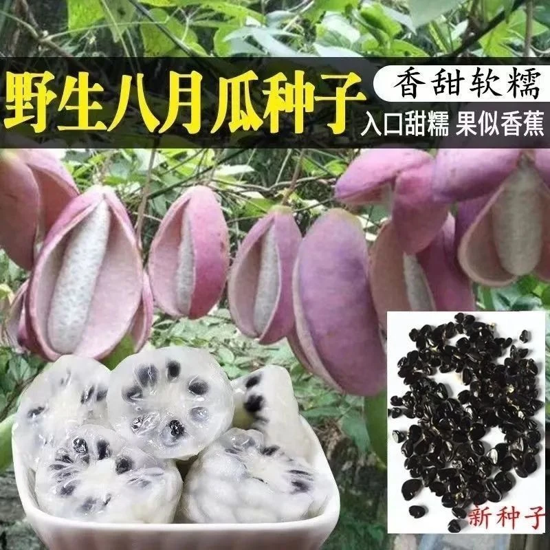 【工厂直发】【今年新种】八月瓜种子四季种植庭院种植无籽八月瓜种八