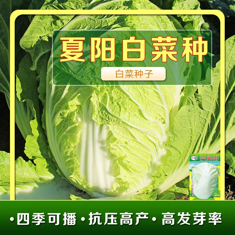 四季包心夏阳白菜种子 早熟 结球白菜 营养佳 耐热 蔬菜种子批发