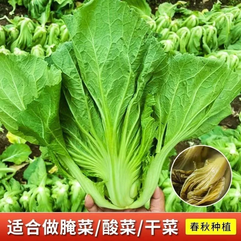 (新客立减)四季包心大芥菜种子新鲜籽耐寒耐热酸菜籽蔬菜庭院种植