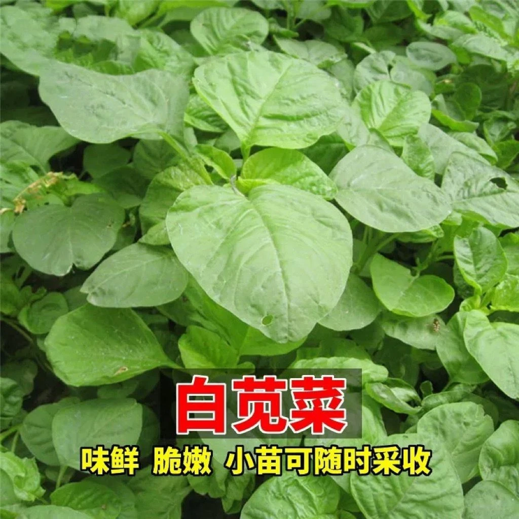 （新客立减）白圆叶苋菜种子籽孑糯米菜抗病四季蔬菜青菜种籽