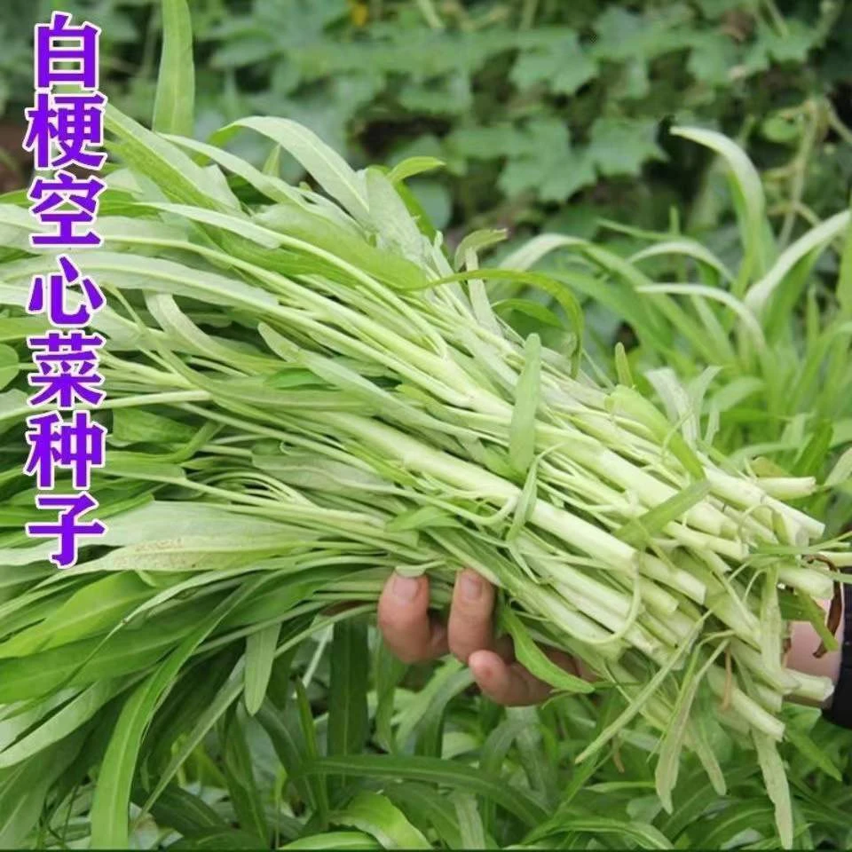 (新客立减)白梗柳叶空心菜种子柳叶白骨通心菜籽白根四季阳台盆栽