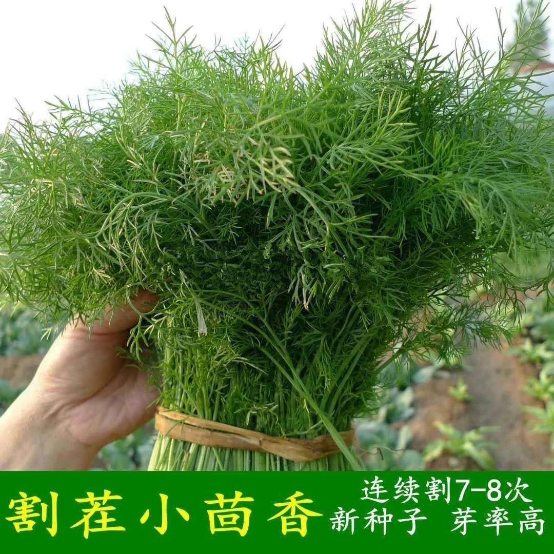 四季茴香种子割茬茴香种子一年四季三茬连续采收种植品质发芽生长