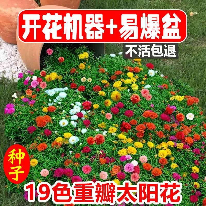 【I包也包邮】重瓣太阳花种子易活四季开花室外庭院花园花种籽子