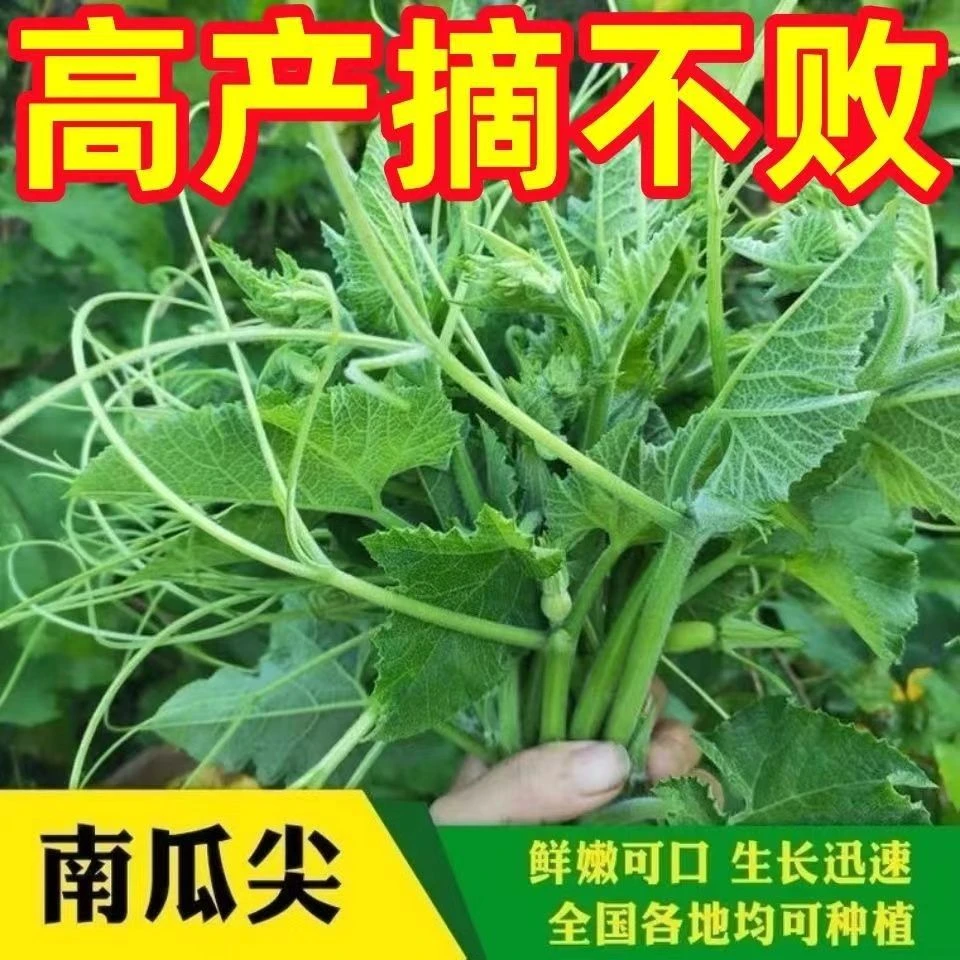(新客立减)南瓜苗种子专门吃南瓜尖速生南瓜尖南瓜叶蔬菜种籽