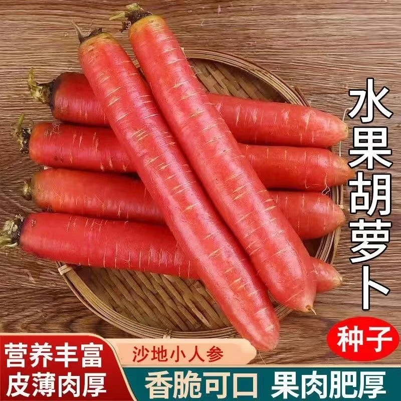 (新客立减)水果胡萝卜种子四季波红萝卜种籽甜脆红胡萝卜家种蔬菜