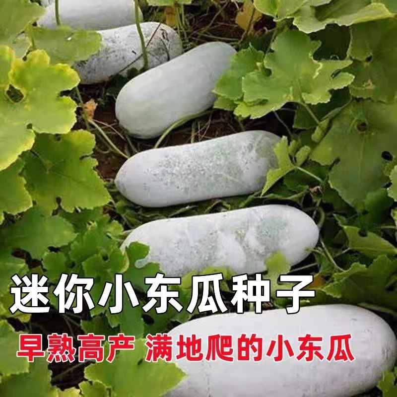 满地爬小冬瓜种子冬瓜种子毛节瓜小冬瓜四季春天高产盆栽蔬菜种子