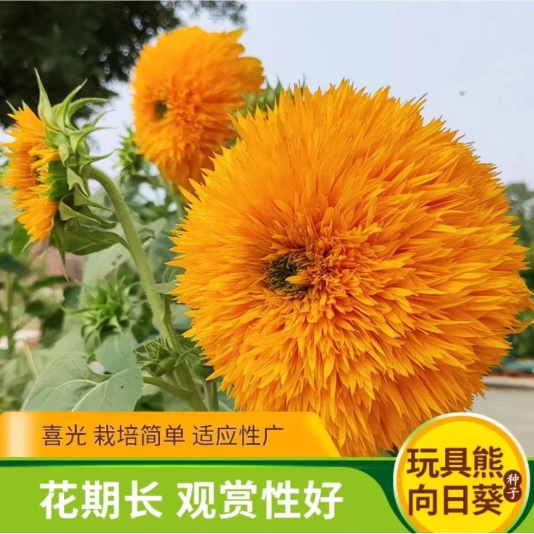 (新客立减)玩具熊向日葵种子观赏玩具熊梦幻七彩播种葵花种籽简单