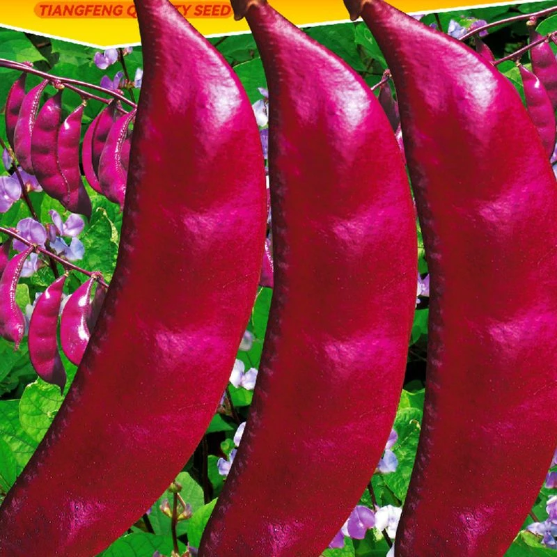 不败红眉豆种子扁豆荷兰豆四季豆农家小院豆青豆角蔬菜种子