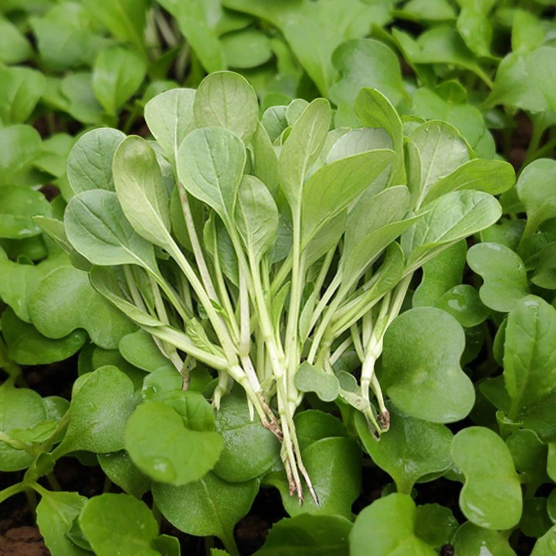 (新客立减)四季鸡毛菜种子四季播种抗热耐寒蔬菜种子好吃小青菜