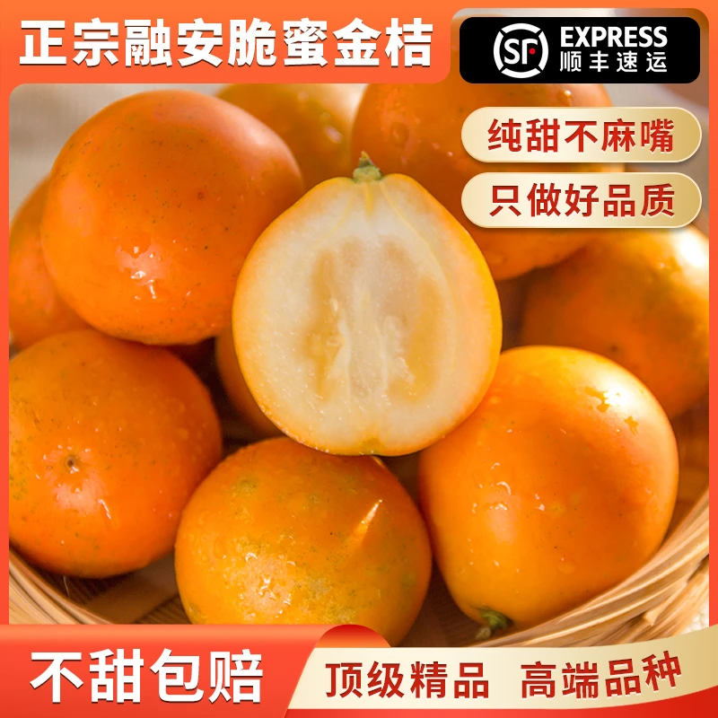 【顺丰发货】正宗融安脆密金桔/现摘/纯甜不带酸/果肉多汁/果皮硬脆