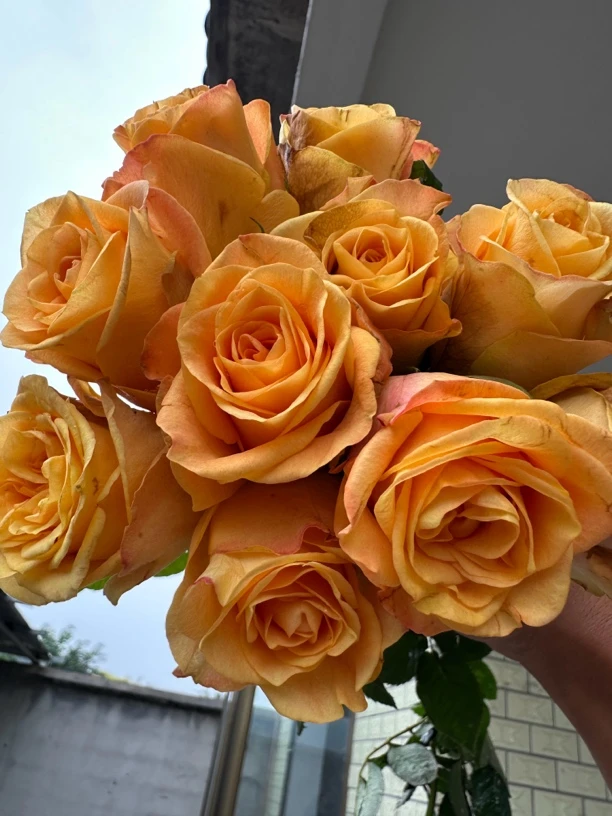 测试2090玫瑰新品橙黄色高杯切花玫瑰花苗