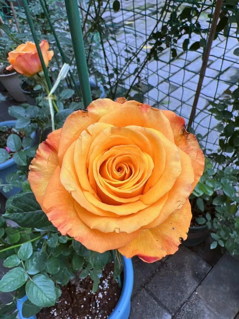 自信  橙黄色杯状大切花月季玫瑰 花期10天以上直立性好