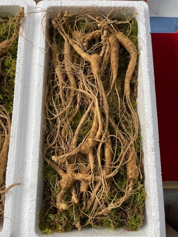 长白山新鲜林下参  直播改价链接食用食用散装形状初级