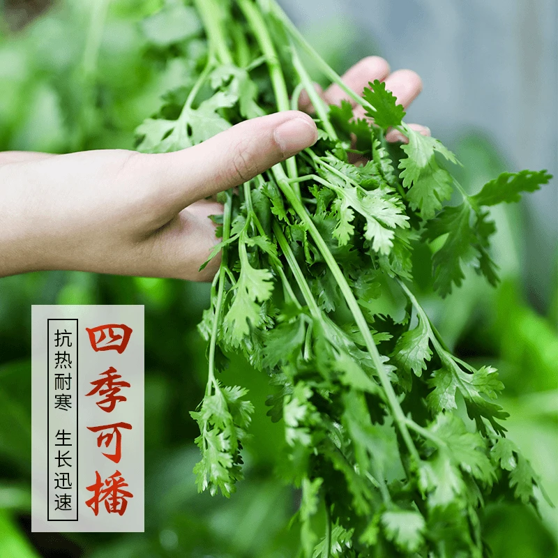 4【全店满5元包邮】四季速生香菜种子