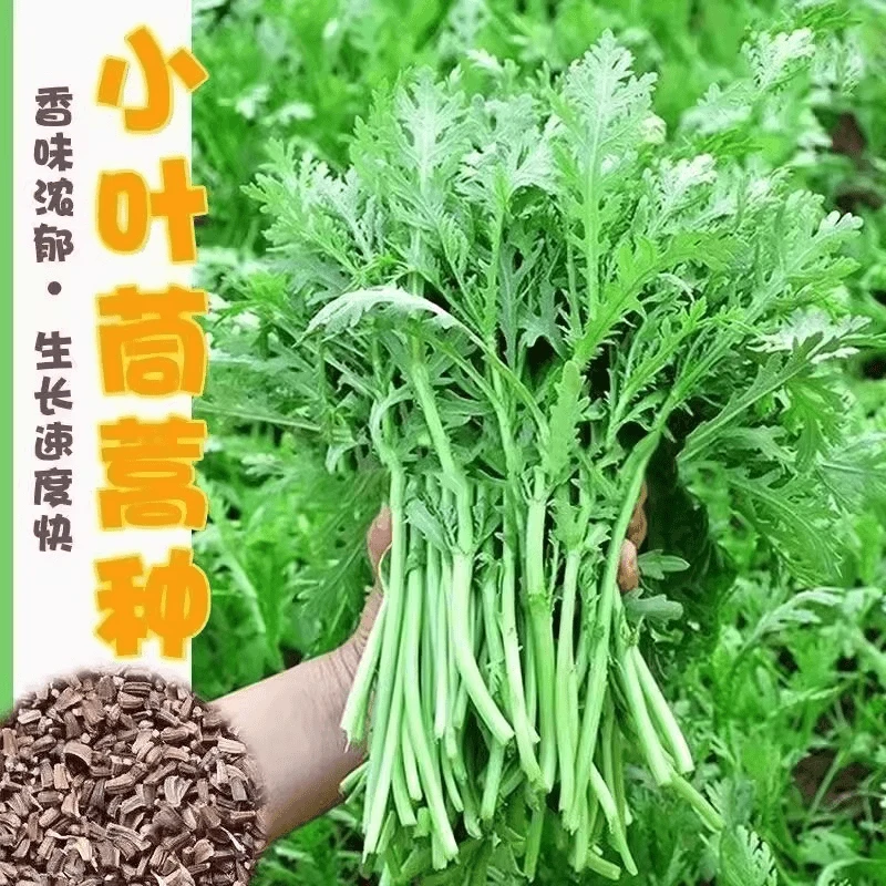 28【全店满5元包邮】小叶茼蒿种子