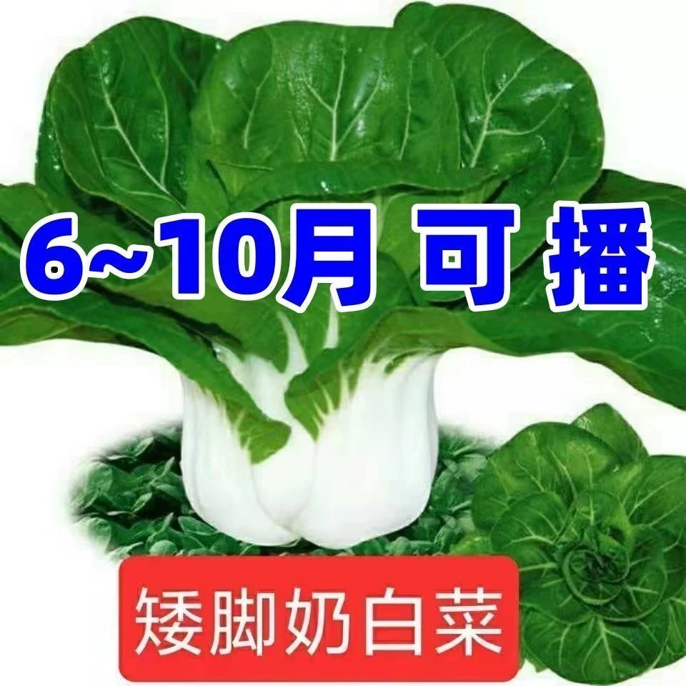 【全店满5元包邮】矮脚奶油白 白菜种子