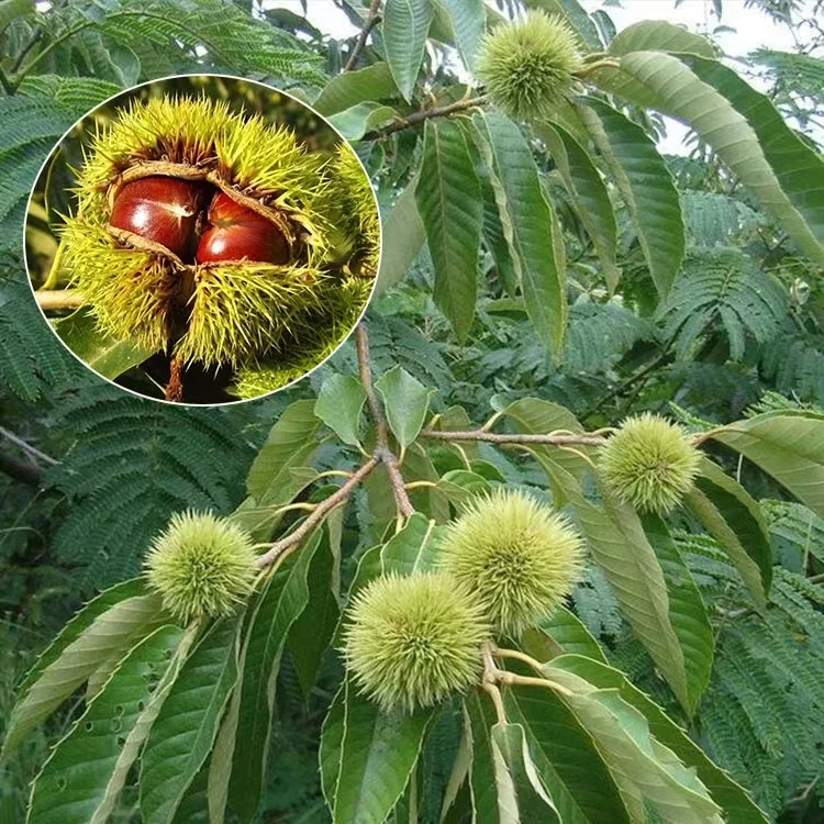 大红袍大板栗香甜软糯阳台小院盆栽地栽种植