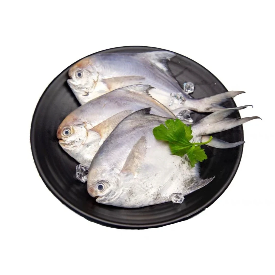 新鲜海捕银鲳鱼 (一斤6条) 冷链发货