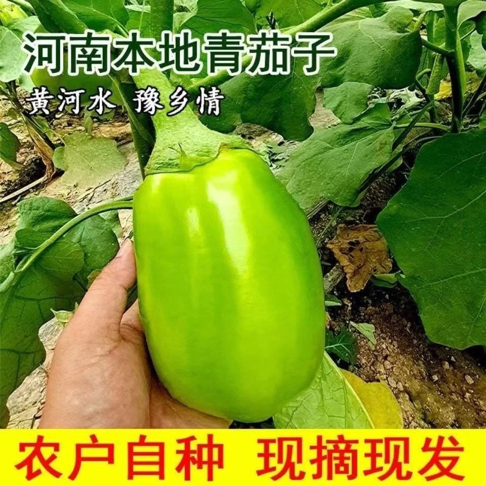 现摘新鲜青茄子农家自种新鲜蔬菜生吃清甜可口