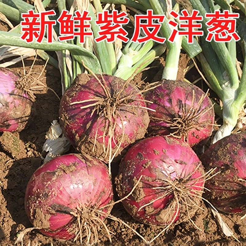 【地头价】河南现挖新鲜紫皮水果洋葱5斤包邮