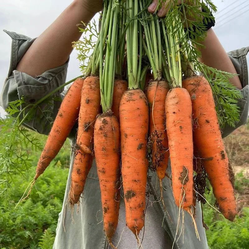 现拔新鲜胡萝卜老品种非转基因胡萝卜生吃脆甜