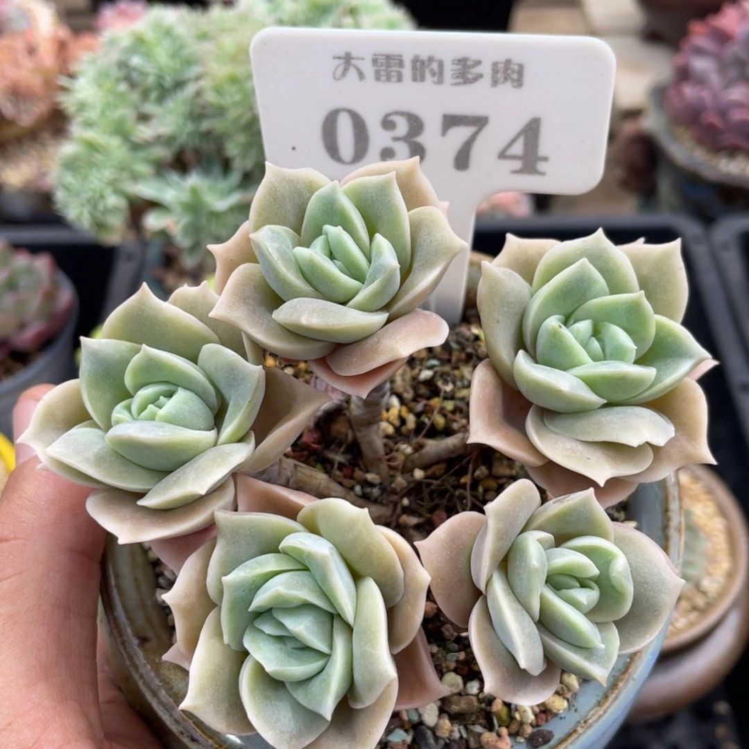 0374可爱玫瑰不带盆10厘米