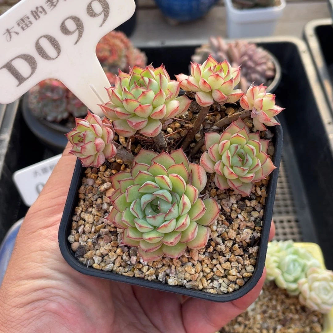 099梦幻玫瑰不带盆7厘米