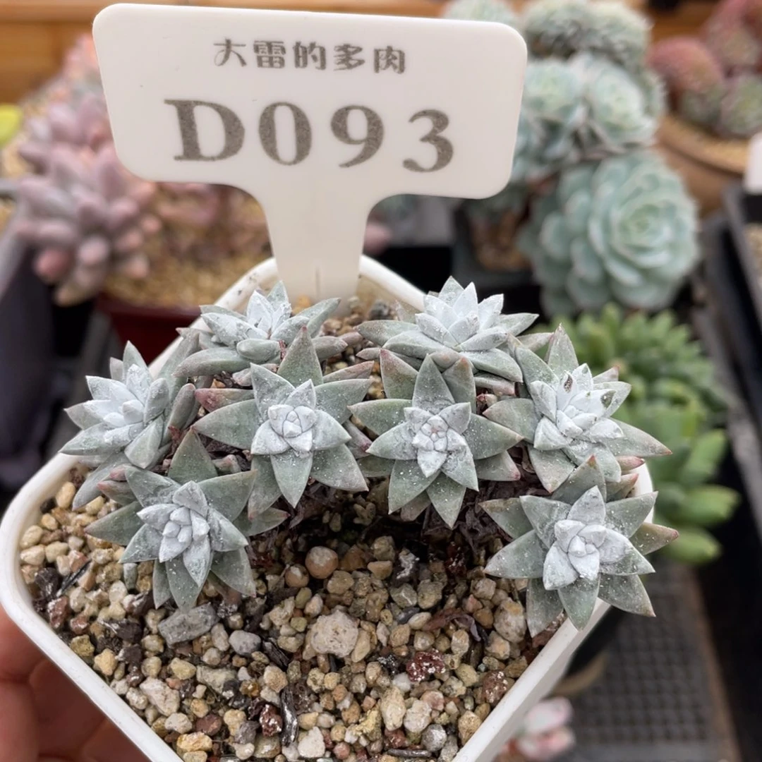 093白菊不带盆8厘米