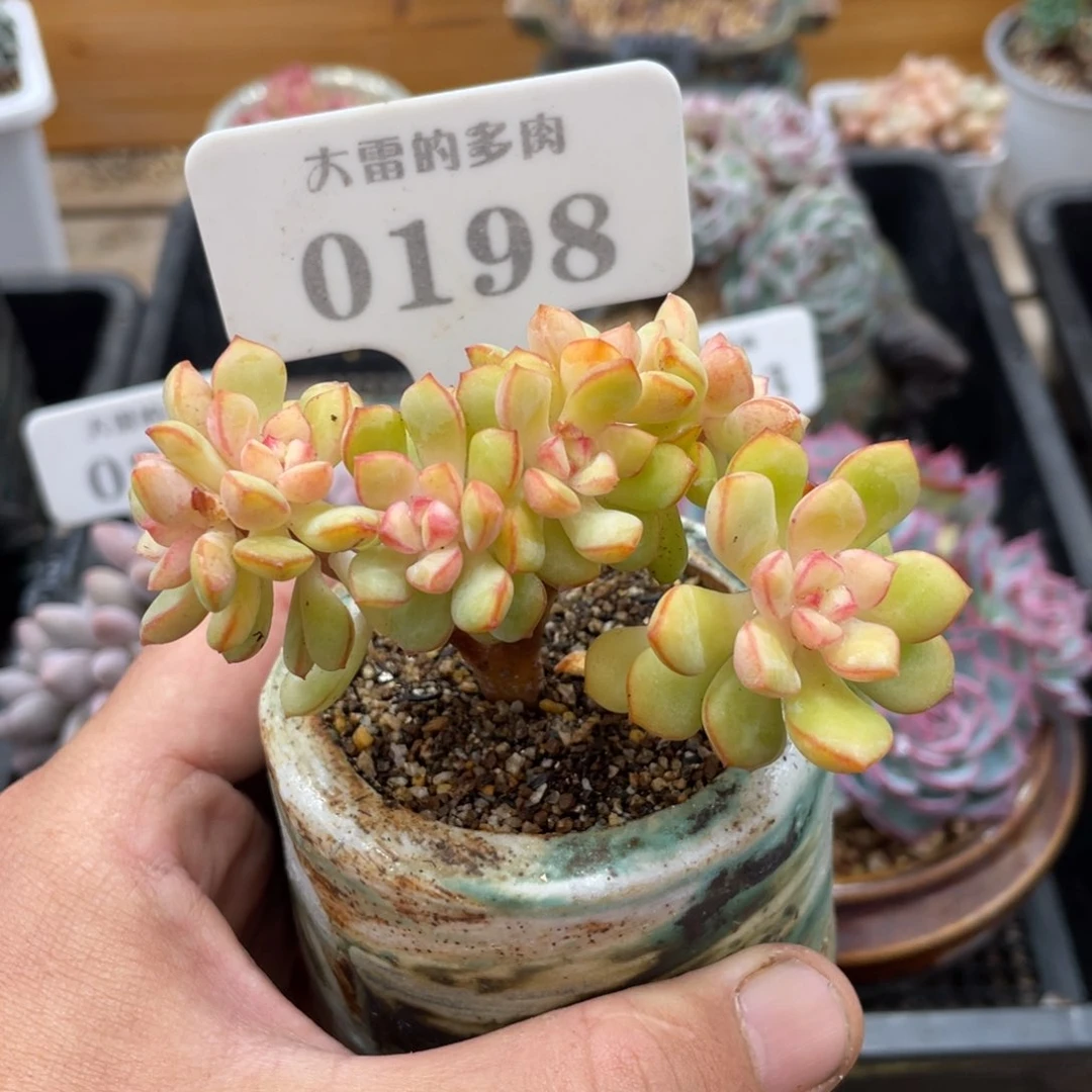 0198探戈不带盆8厘米