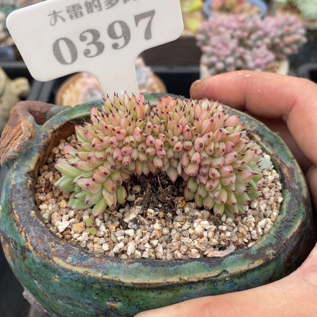 0397绿爪缀不带盆7厘米