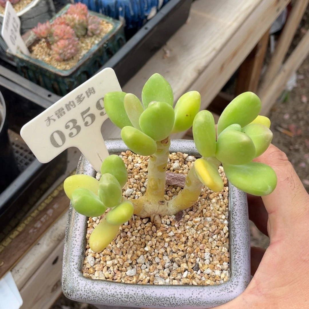 0359金蝉不带盆10厘米