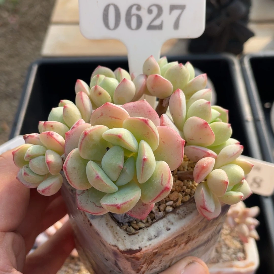 0627香草不带盆10厘米