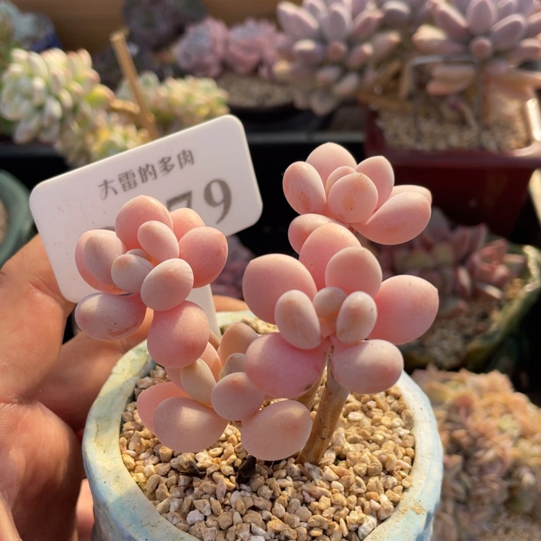 279粉嘟嘟不带盆7厘米