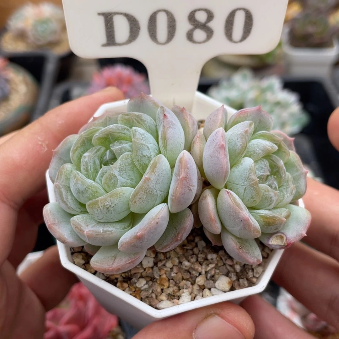 080白恋不带盆7厘米