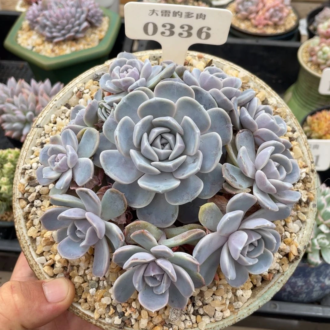 0336汉堡不带盆13厘米