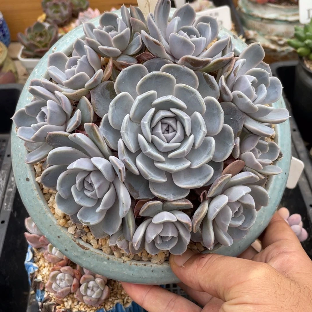 0533汉堡不带盆15厘米