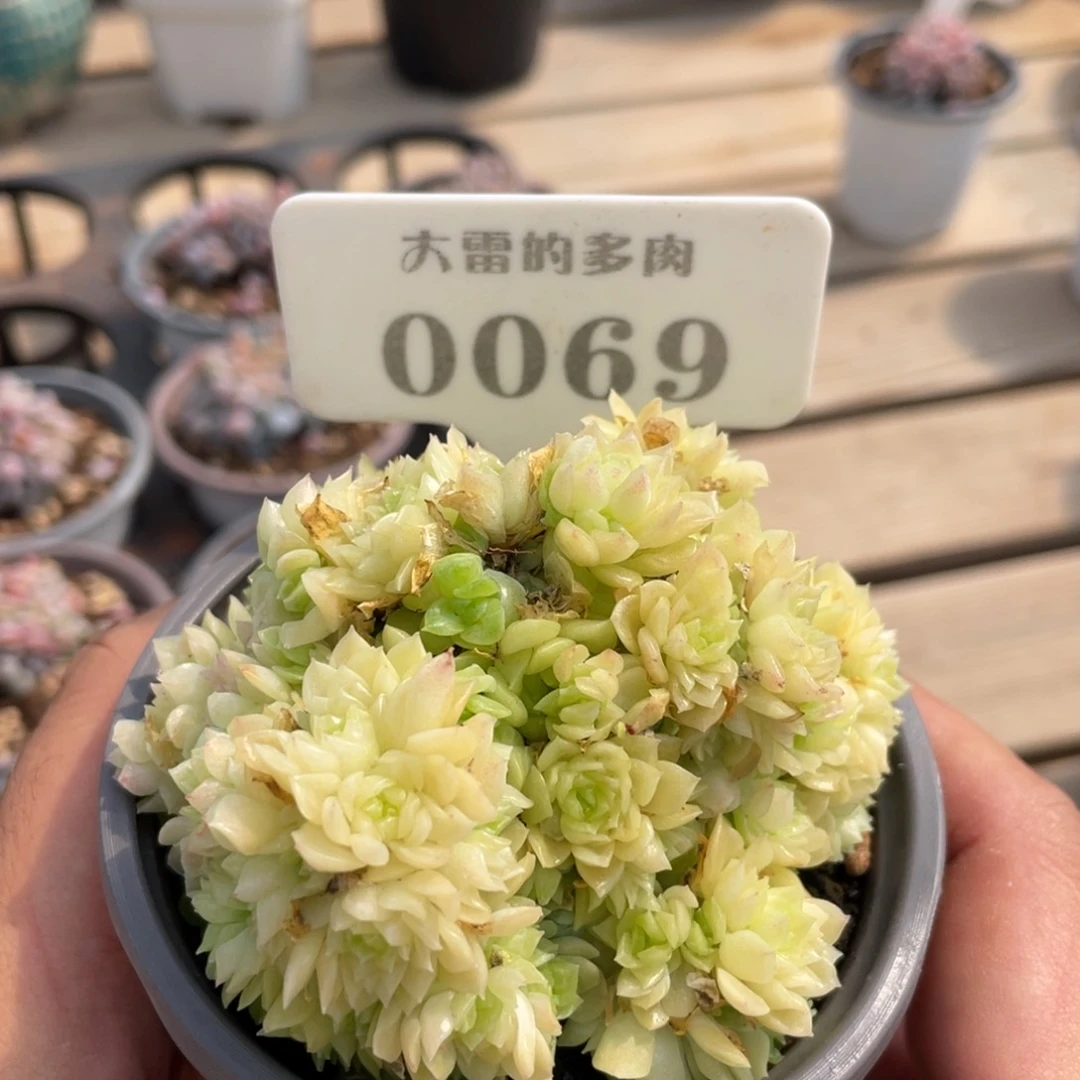 ?****A0069爱肚啦啦啦啦