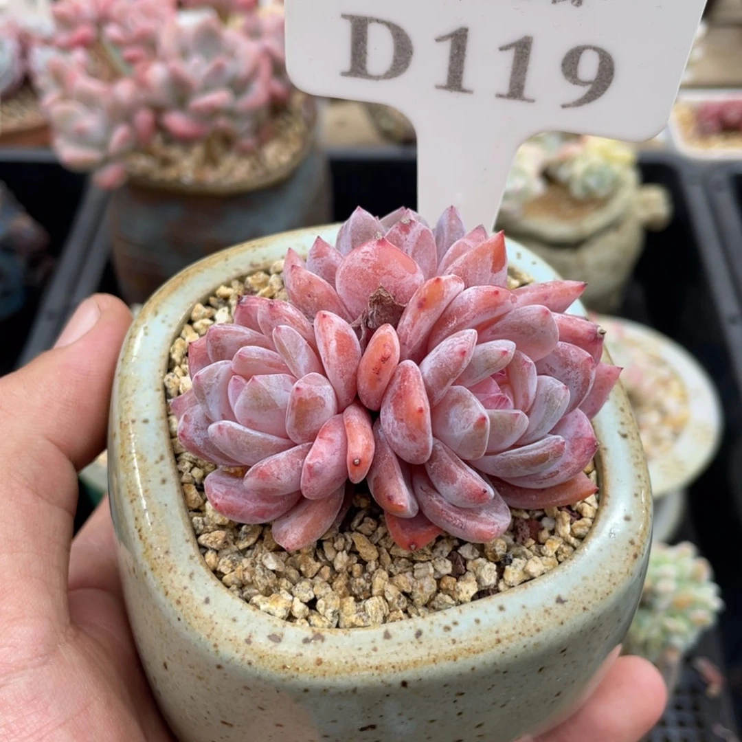 119橙子不带盆6厘米