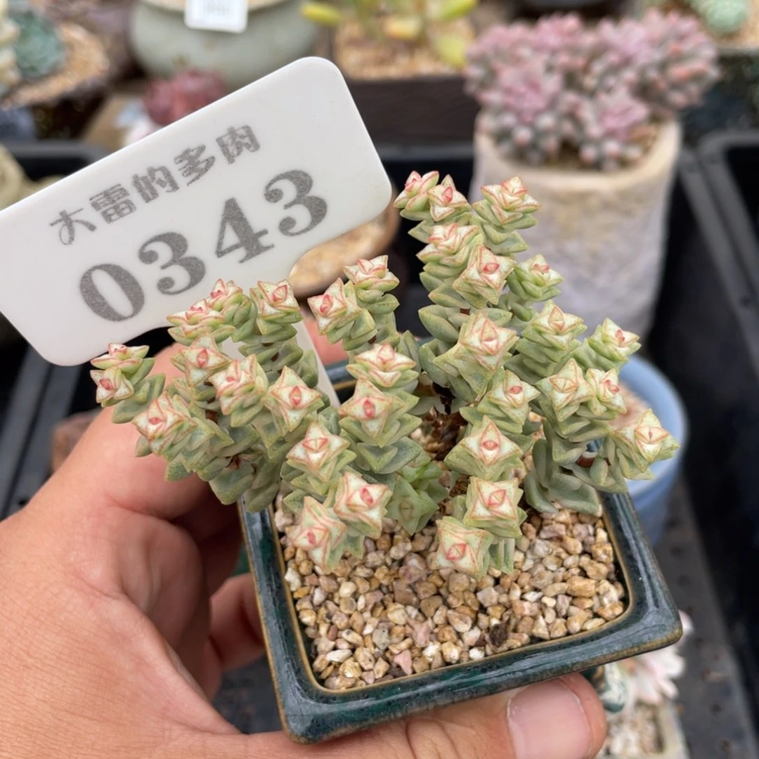 0343彩色蜡笔不带盆7厘米