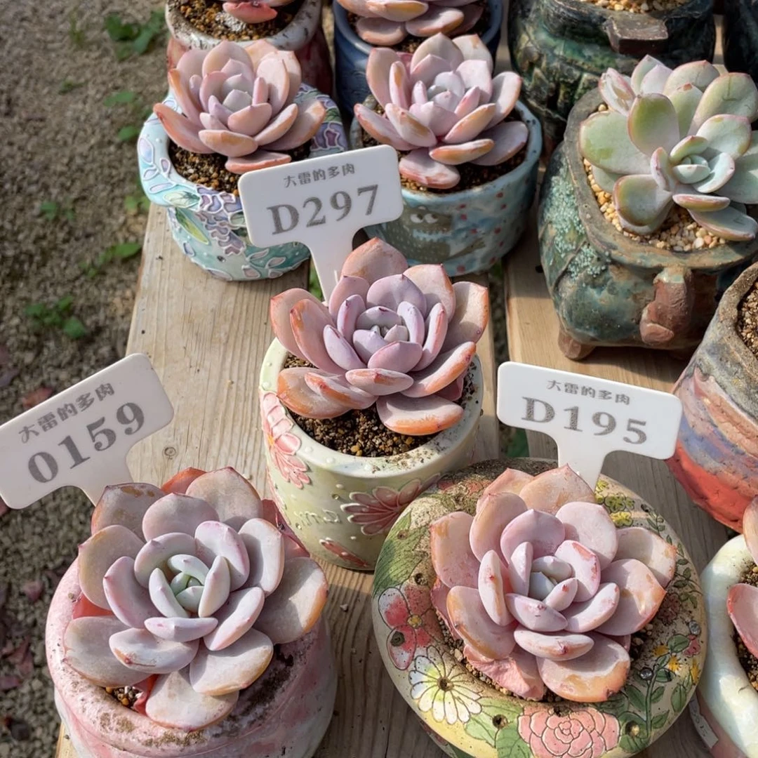 0159195297奶茶啦啦105