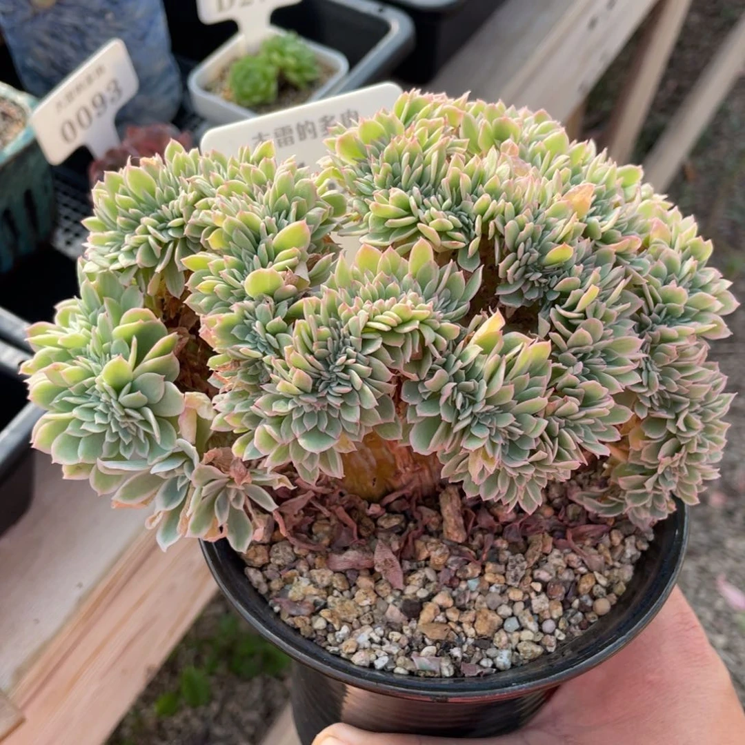 0139柠檬玫瑰不带盆15厘米