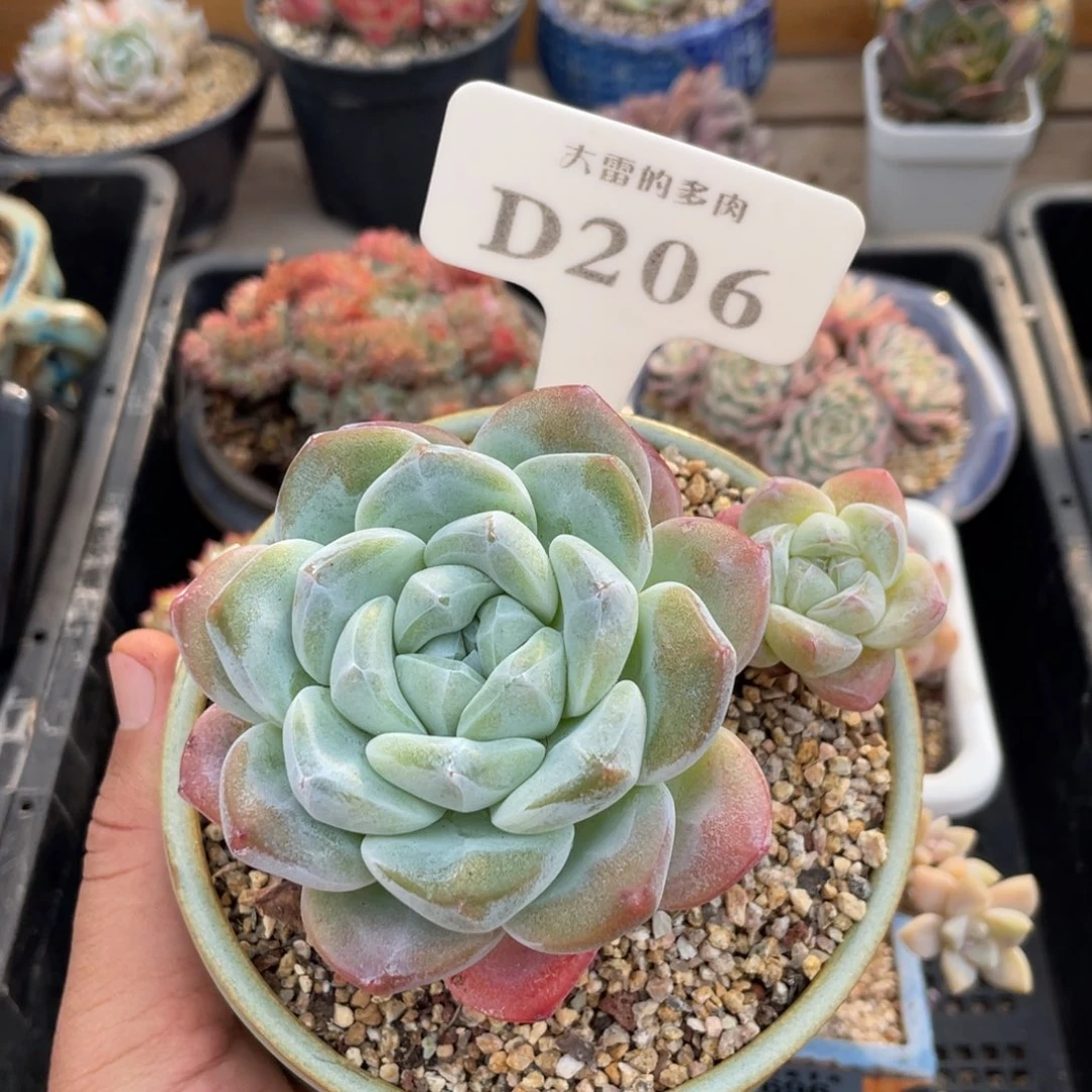 206冰玉不带盆10厘米