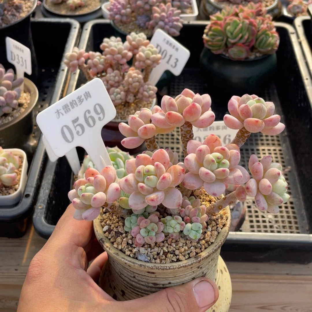 0569罗琦不带盆13厘米