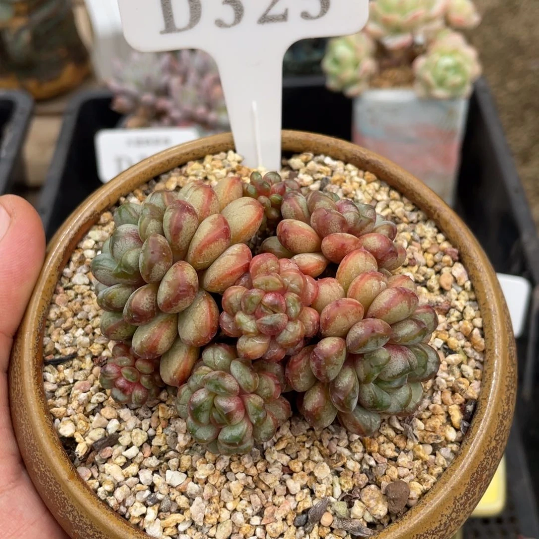 325葡萄不带盆8厘米