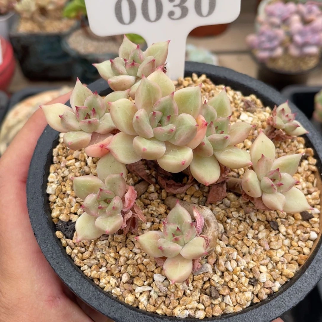 0030璀璨不带盆8厘米