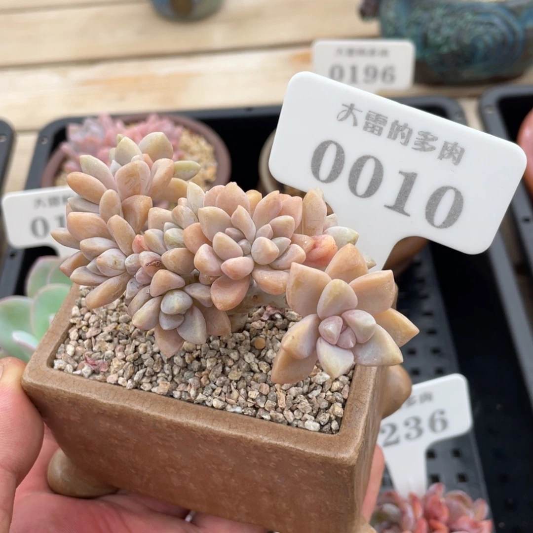 0010淡雪不带盆9厘米