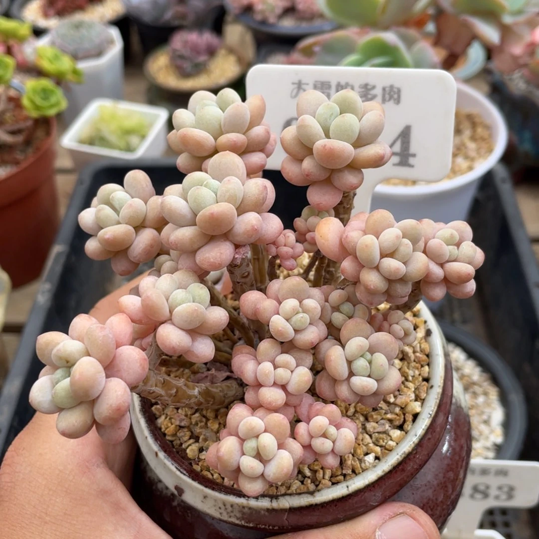 0154洛可可不带盆11厘米