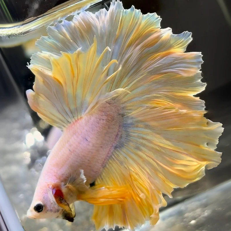 D10（217-240）泰国斗鱼小型热带观赏鱼（直播间选鱼）