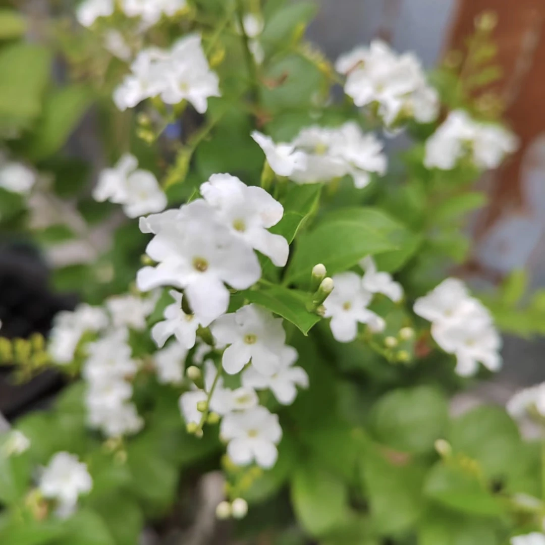 （小乔）蕾丝金露·稀有白色蕾丝金露棒棒糖·巧克力花·仙女款·带花苞