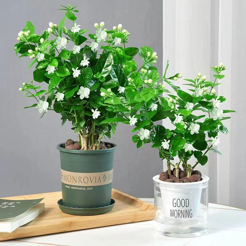 【上新】单颗大老桩茉莉花盆栽浓香型植物花期带花苞庭院阳台客厅